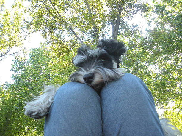 istock Schnauzer with Her Human Friend 496657492