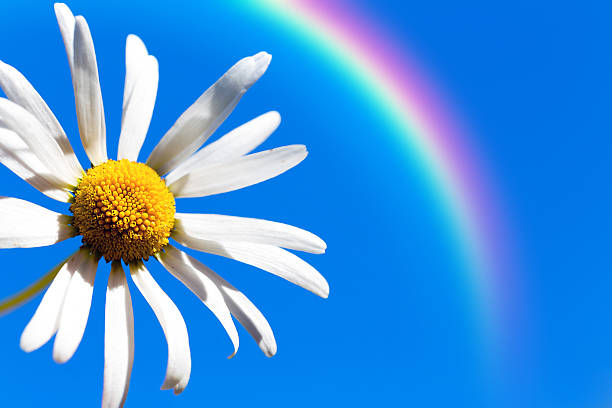 istock Beautiful daisy in the sunlight against the blue sky 496658614