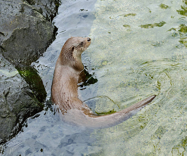 istock Otter on rocks near shore 496658710