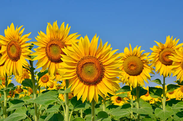 jeunes bloom dans le champ de tournesols contre le ciel bleu - sunflower field single flower flower photos et images de collection