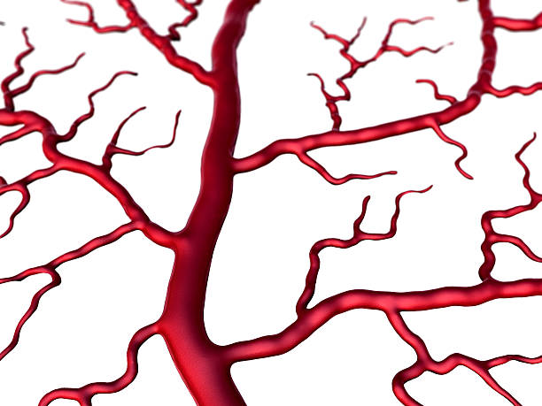 capillare, sfondo bianco - human artery animal artery human vein healthcare and medicine foto e immagini stock