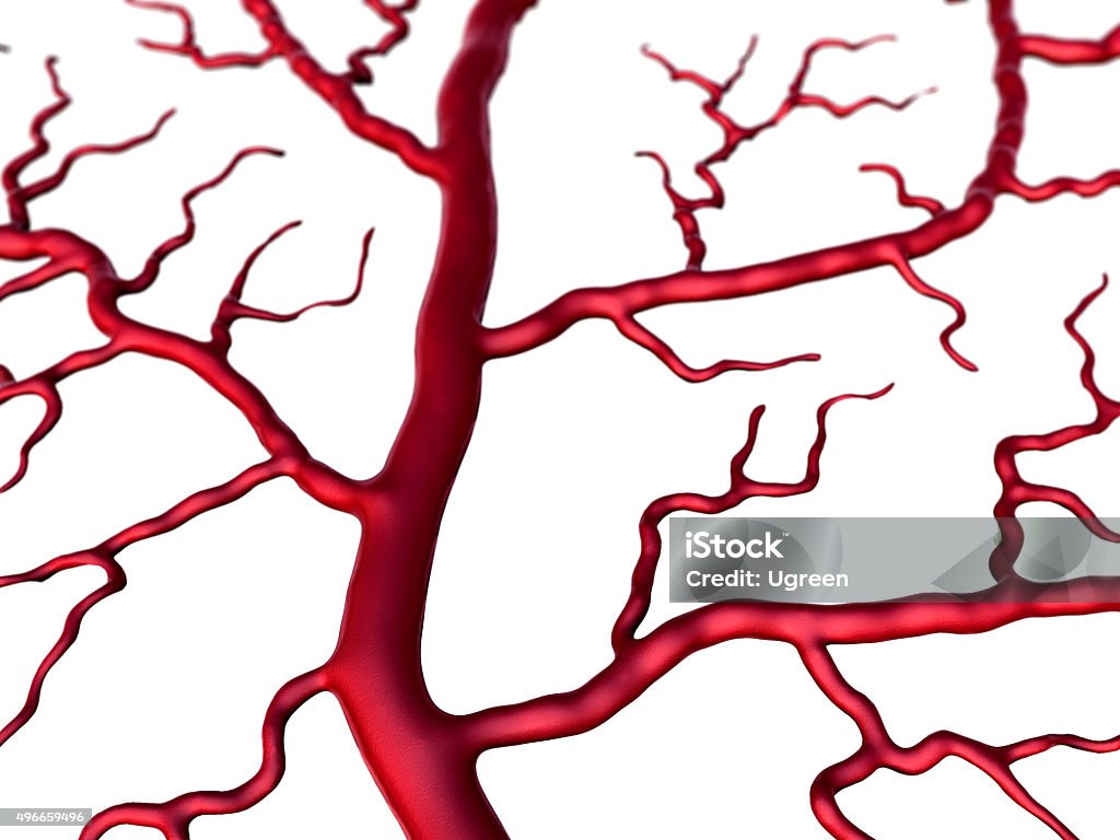 Capillary, white background Capillary and cells, vein and Capillary, Capillary on the white background 2015 Stock Photo Capillary, white background Capillary and cells, vein and Capillary, Capillary on the white background 2015 Stock Photo