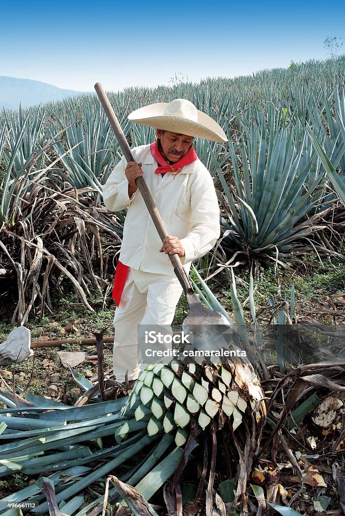 Jimador Tipical Jimador man working the field of  agave industry in Tequila, jalisco, Mexico. Agave Plant Stock Photo