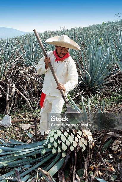 Jimador Stock Photo - Download Image Now - Agave Plant, Tequila - Mexico, Mexico