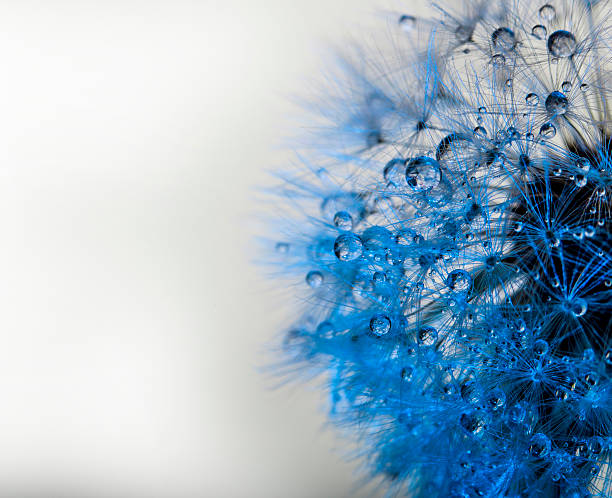 istock Abstract colorize macro photo dandelion 496661285