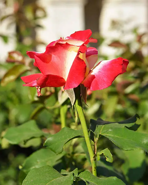 Photo of Hybrid Tea Rose