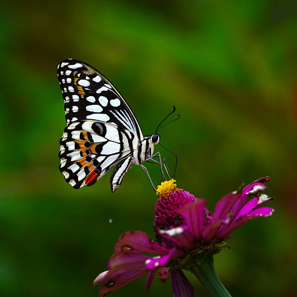 istock Beautiful black and white Butterfly on flowers 496661459