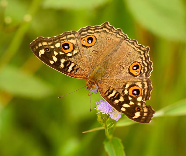 istock Beautiful butterfly on flower, in Thailand. 496661775