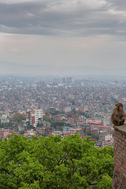 istock Monkey at the Swayambhunath temple in Nepal 496661880