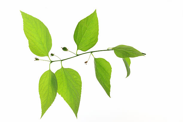 Common hackberry (Celtis australis) stock photo