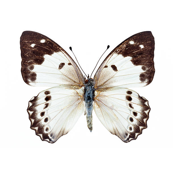 istock Beautiful Butterfly isolated on white background 496662593