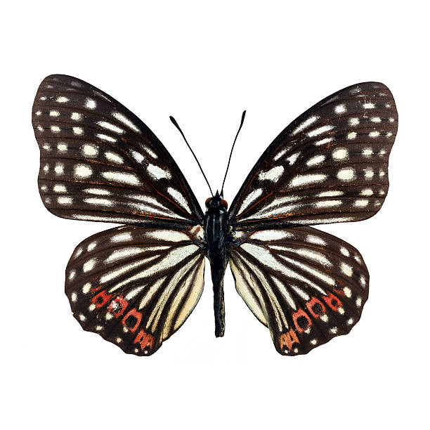 istock Beautiful Colorful Butterfly isolated on white background 496662599
