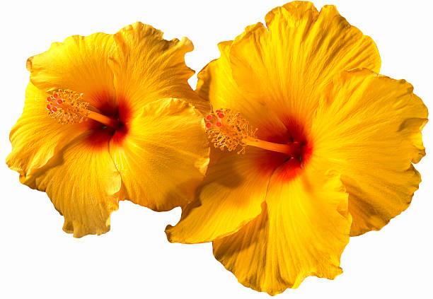 orange fleurs d'hibiscus - stem pollen hibiscus beauty in nature photos et images de collection