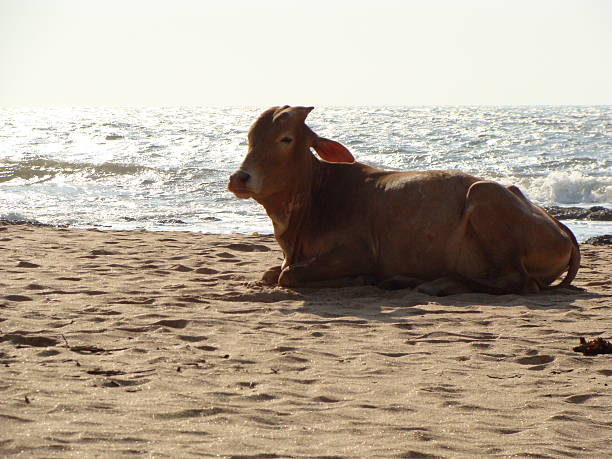 istock Brown Cow on Indian Beach 496663915