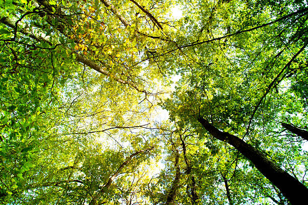 istock Sunlight goes through green leaves of tropic forest 496664312