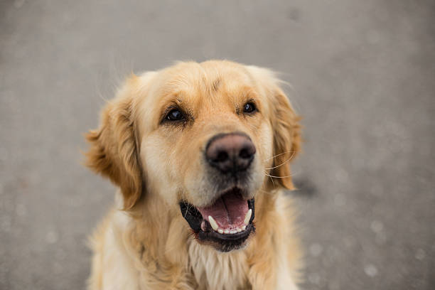 istock Golden Retriever Portrait 496664317