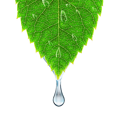 A drop of water hanging from a leaf. 3D render.
