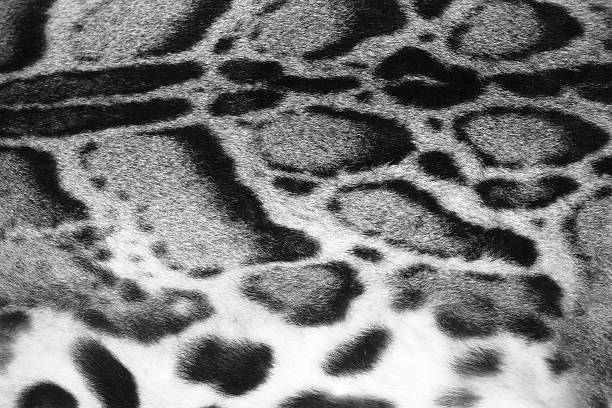istock Closeup leopard hair for background 496664829