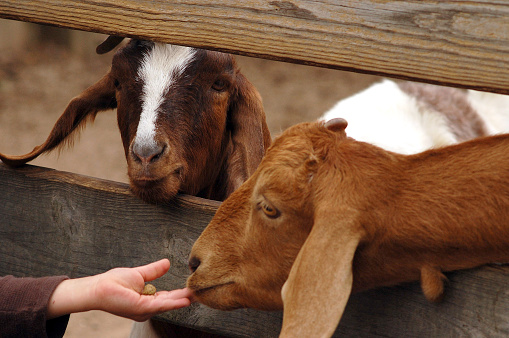 Two brown and white kinder goats peering through a wooden fence to reach a child's hand with some food in it. The picture was taken in October, 2010, in a countryside petting zoo, the USA, IL.
