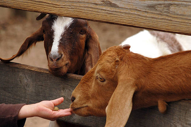 Two kinder goats eating from a child's hand through fence Two brown and white kinder goats peering through a wooden fence to reach a child's hand with some food in it. The picture was taken in October, 2010, in a countryside petting zoo, the USA, IL. petting zoo stock pictures, royalty-free photos & images