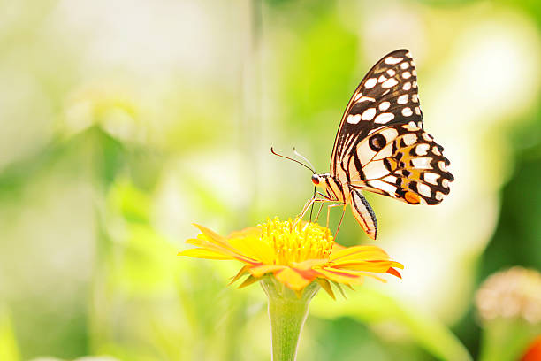 istock Butterfly on Zinnia flower 496664978