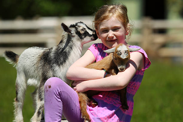 Friends Sharing Seven-Year girl and baby goats at the farm. petting zoo stock pictures, royalty-free photos & images