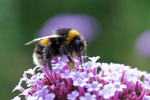 istock Bee on Verbena bonariensis 496665006