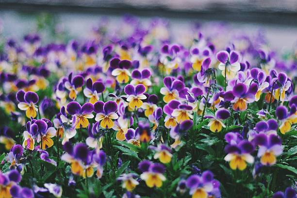 mini fioletowy pansies - hawthorn zdjęcia i obrazy z banku zdjęć