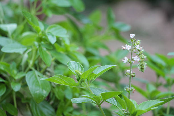 Basil, Thai basil, or sweet basil - Manjericão Basil, Thai basil, or sweet basil in nature manjericão stock pictures, royalty-free photos & images