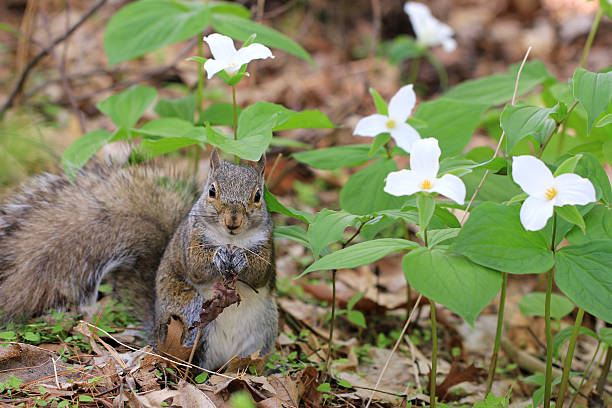 istock Eastern Grey Squirrel sitting near white Trillium flowers 496666187