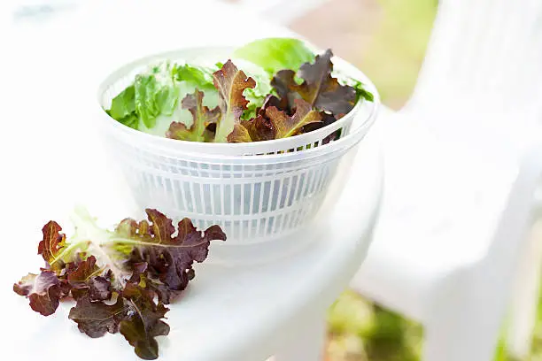 Salad spinner with iceberg and red lettuce, diet concept