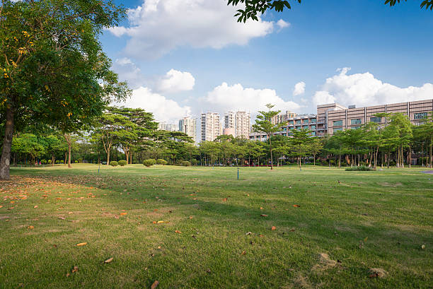 istock Green grass in the park 496667169