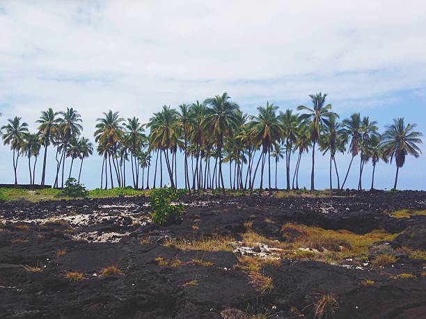 istock Palm Trees Lined on Shoreline Lava Rock Pathway Landscape 496667187