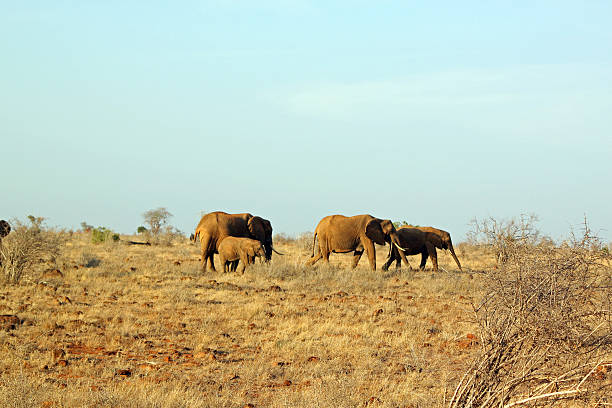 istock Savannah elephants, at Tsavo East in Kenya 496667597