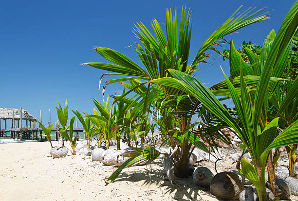 Coconut as plantas - fotografia de stock