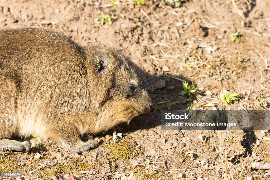 Rock-Klippschliefer in KwaZulu-Natal, Südafrika - Lizenzfrei Buschschliefer Stock-Foto