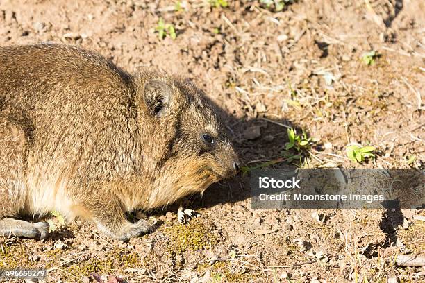 Rock Góralkowate W Kwazulunatal Rpa - zdjęcia stockowe i więcej obrazów Bush Hyrax - Bush Hyrax, Afryka, Afryka Południowa