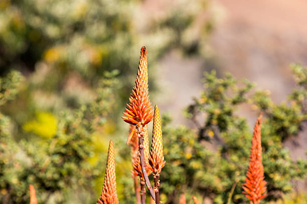 Wild Aloe in KwaZulu-Natal, South Africa Aloes in South Africa's Drakensberg range drakensberg flower mountain south africa stock pictures, royalty-free photos & images