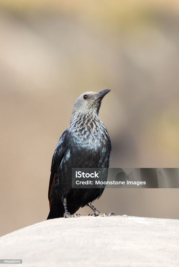 Redwinged скворец в Квазулу-Натал, Южная Африка - Стоковые фото Red-winged Starling роялти-фри