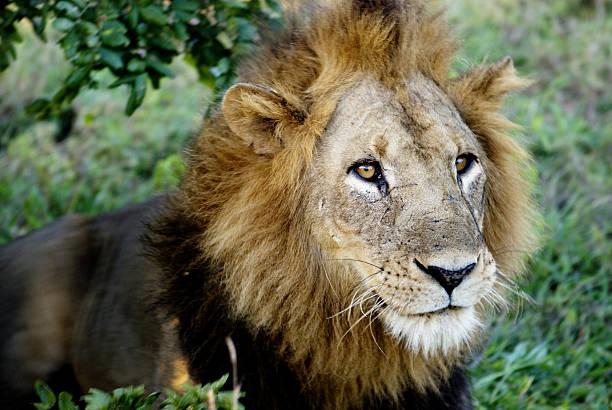 istock Scarred Male Lion 496668383