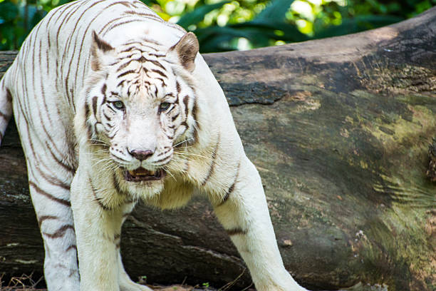 istock Majestic white tiger in wildlife. 496668915