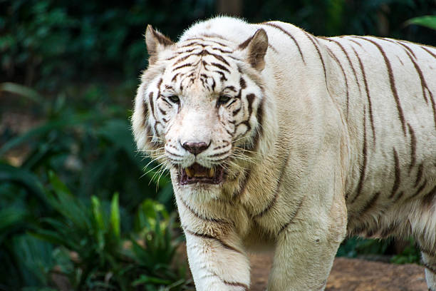 istock Majestic white tiger in wildlife. 496668919