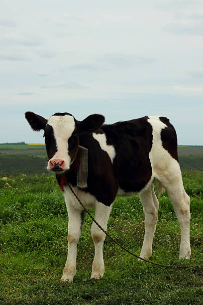 istock Calf grazed on a meadow. 496669125
