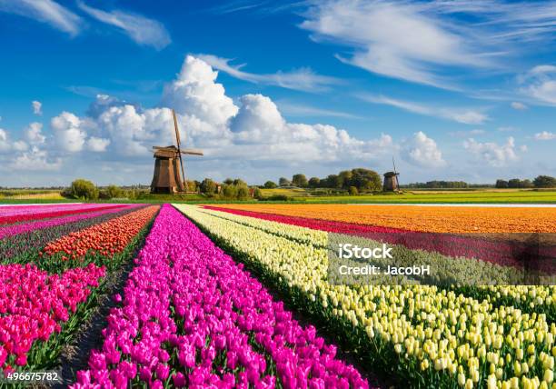 Голландия поле фото Голландия поле фото