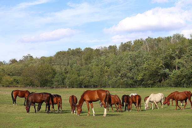 istock Mares and foals grazing green grass  on the meadow summertime 496677558