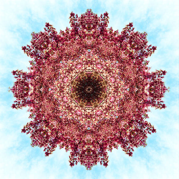 istock Pink Cherry Blossom Tree in Bloom Kaleidoscopic Photographic Mandala Design 496677778