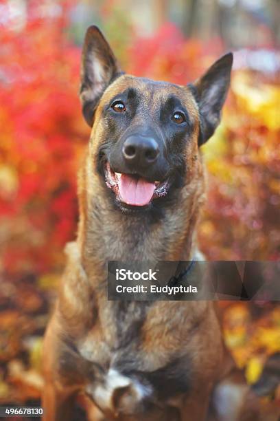 Foto de Retrato De Feliz Cão Pastor Belga Malinois e mais fotos de stock de 2015 - 2015, Animal, Arbusto