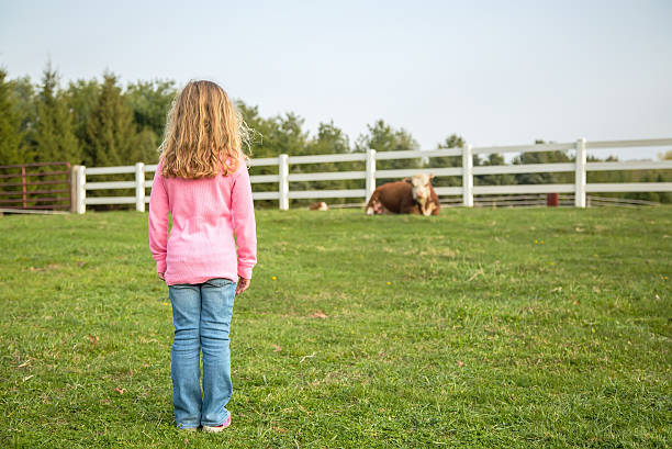 若い少女探しで牛&新生児のふくらはぎ - field hereford cattle domestic cattle usa ストックフォトと画像