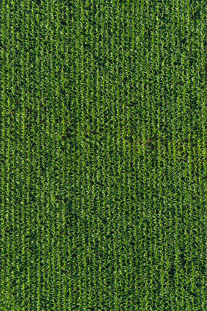 Aerial agriculture healthy green sweetcorn maize crop farm field background Rows of vibrant green maize sweetcorn crop ripening in the summer sunshine of a farmer's field. ProPhoto RGB profile for maximum color fidelity and gamut. country road road corn crop farm stock pictures, royalty-free photos & images