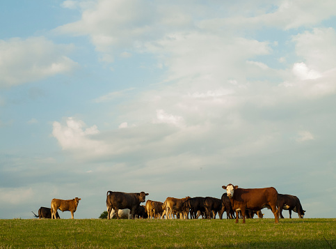 Herd of dairy cows on hilltop